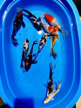 Ikan koi shot bodiy