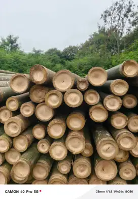 Jual bambu steger cor panjang 6 meter
