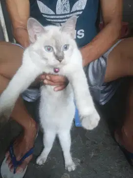 Kucing ras himalaya siap di kawinin