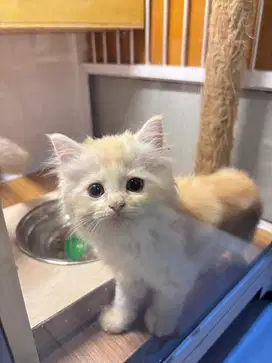 Kucing Kitten Persia
