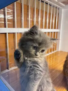 Kucing Kitten Persia