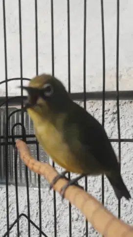BURUNG KESAYYANGAN ORI PRIYANGAN GACOR