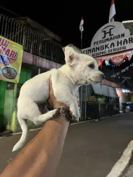 TERPIT/TERIL PITBUL JANTAN