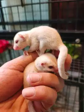 Sugar glider creamino
