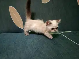 Kucing Kitten Munchkin