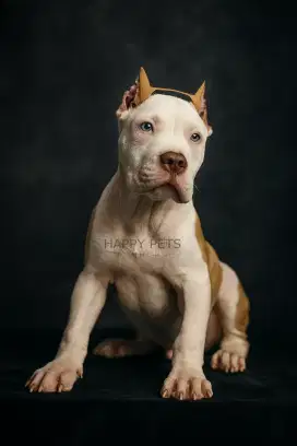 American Pitbull Jantan