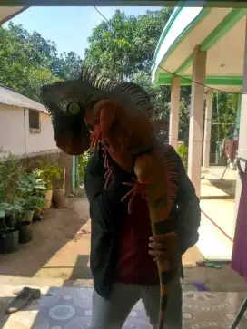 Iguana jumbo karakter ajib