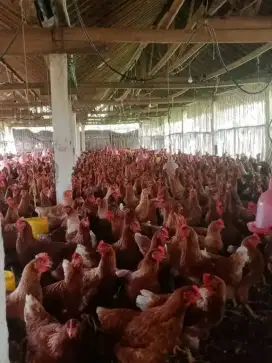 Ayam petelur merah