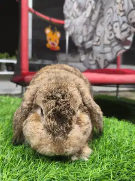 Kelinci Holland Lop (indukan)