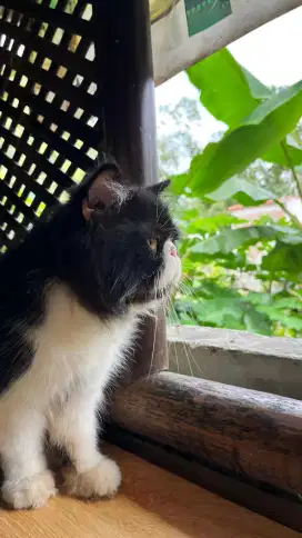 Kucing Peaknose