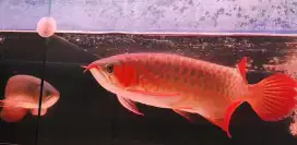 Arwana Super Red 38cm merah merona