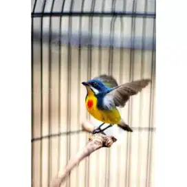 Burung pentis pelangi buat aviary juga ok