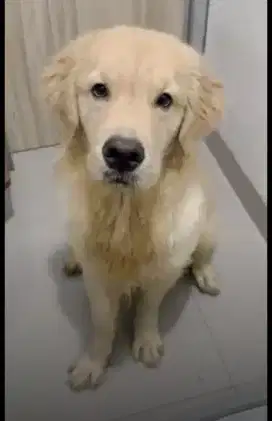 Golden Retriever 1 Thn