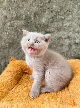 Adopsi kucing bsh adopt kucing bsh scottish