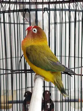 Burung lovebird betina cantik olive