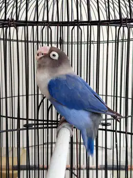 Burung lovebird betina cantik violet perso
