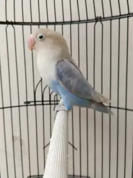 Burung lovebird betina cantik biru blues