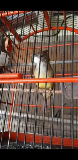 Jenggot jawa jinak gacor