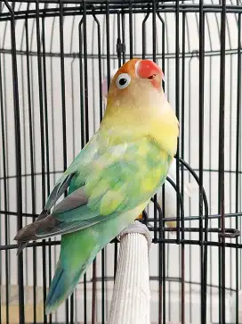 Burung lovebird jantan ganteng parblue blorok