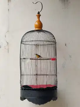 Burung pemakan sirup dan madu