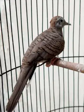 Burung perkutut bangkok bunyi