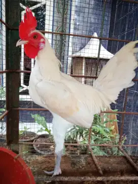 Ayam hias inggris, MGB white