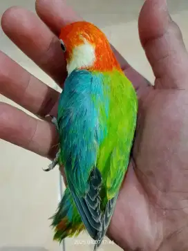 Lovebird unik Half Sider Split ino