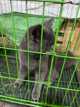 Kucing bsh beritis shothair blue solid