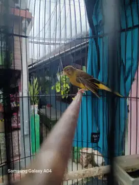 Loper rajin mendekati gacor sayap turun