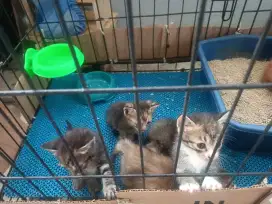 Munchkin indukan sepaket anaknya