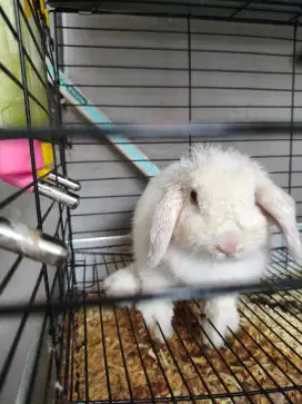 Kelinci Holland lop indukan