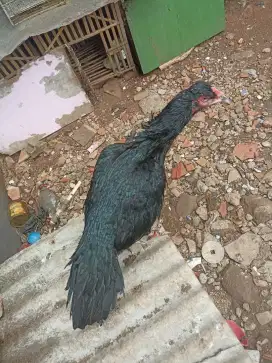 Ayam bangkok ekor lidi 2 ekor