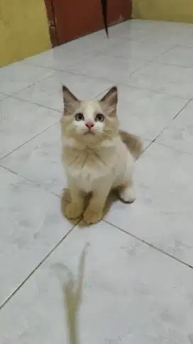 kucing ragdoll kitten cantik