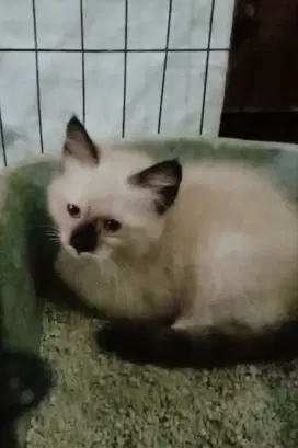 Himalaya kitten