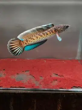 Ikan Channa Auranti