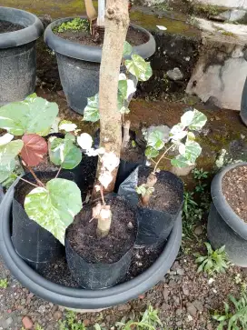 Pohon Waru variegata