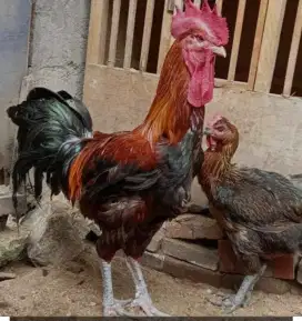Jual ayam pelung sejodo