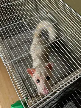 Musang pandan mozaik putih