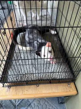 Musang pandan mozaik hitam putih