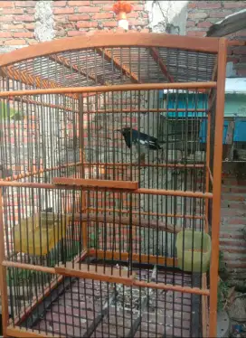 Jual Burung Kacer Gacor  Plus Sangkar Mumer