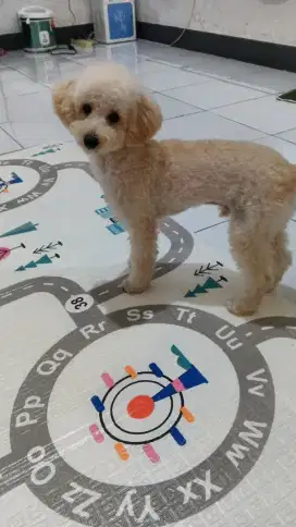 Mini poodle fawn sepaket