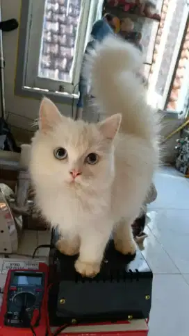 Kucing persia medium