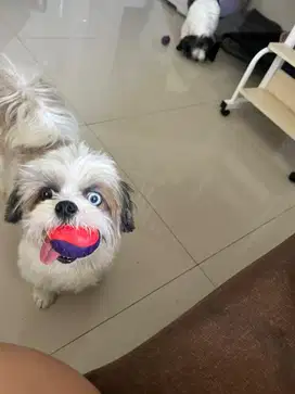 ART Jaga Anjing + bersih rumah kecil