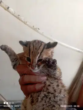 Kucing kh hasil breading atau ternak
