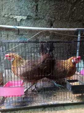 Dijual ayam hutan merah betina
