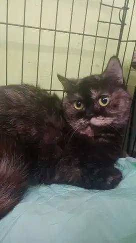 Bsh blacktortie