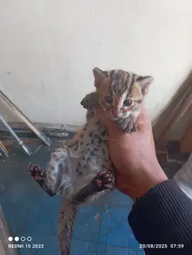 Kucing kh Jawa cewek hasil ternak