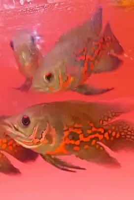 Ikan oscar red tiger slayer &red velvet slayer