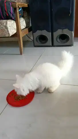 Kucing persia medium
