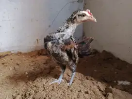 Anakan ayam hutan Sumatra ( jalak )